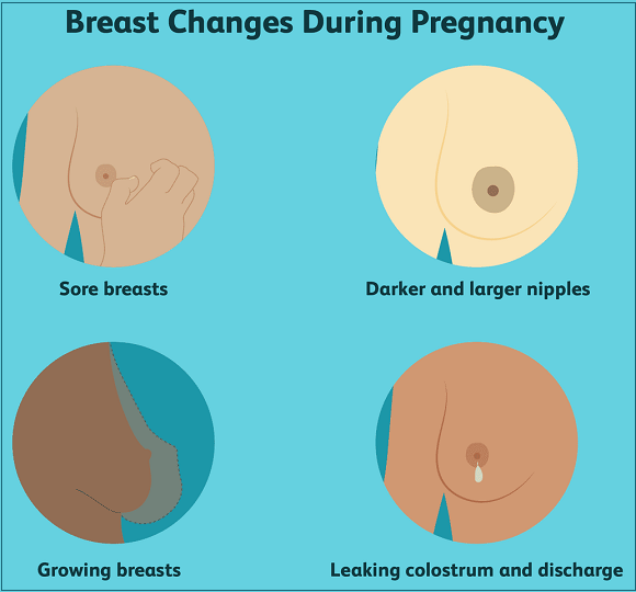  Breast Changes in pregnancy