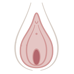 Vulva, Vagina Labia, Clitoris