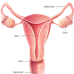 Uterus, Ovaries, Tubes - Female Reproductive Anatomy