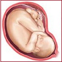 The Baby in Normal Pregnancy
